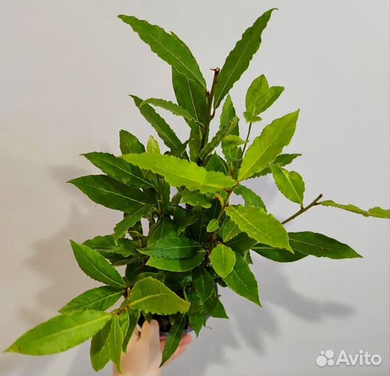 Лавр комнатный/ лаурус (лаврушка) d14