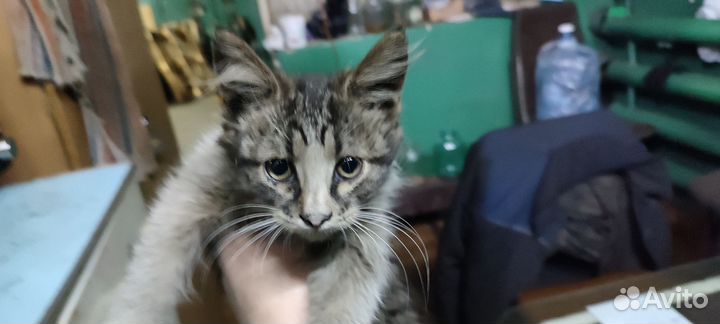 Кошка 4 месяца. Хорошая, игривая.уши острые