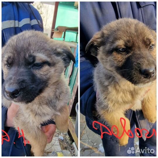 Очаровательные и очень умные щенки