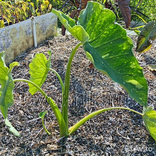 Колоказии (новинки)