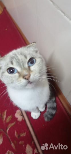 Сиамская вислоухая