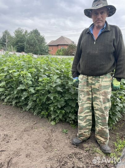 Черная смородина окс