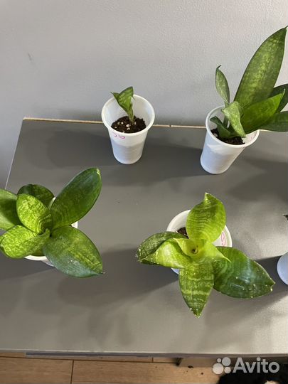 Сансевиерия ханни