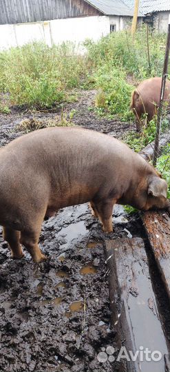Дюрки на племя