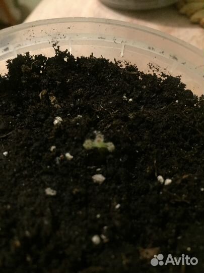 Глоксиния молодое растение