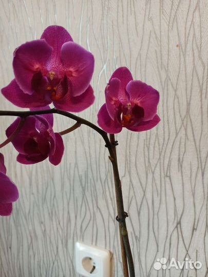 Орхидея фаленопсис бабочка