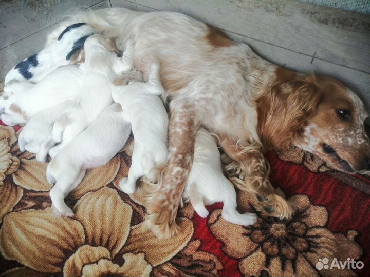 Щенки русского охотничего спаниеля