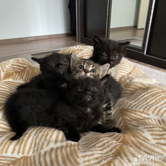 Отдам котят в надежные, добрые руки