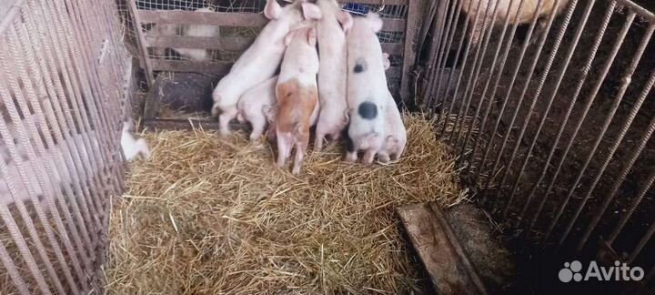 Поросята Ландрас 40 дней
