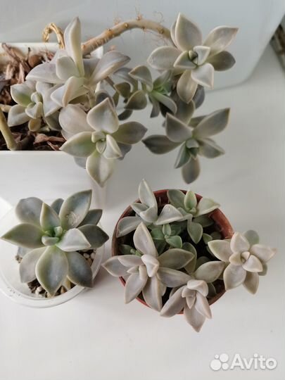 Суккуленты (graptopetalum paraguauense)