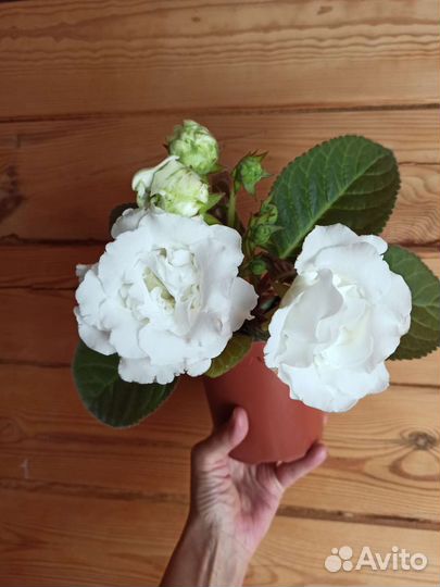 Глоксиния белая махровая, фуксия белая