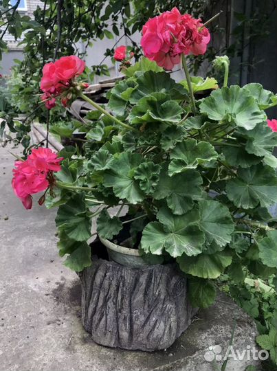 Кашпо для цветов из бетона