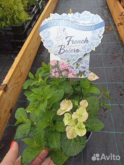 Гортензия Френч Болеро