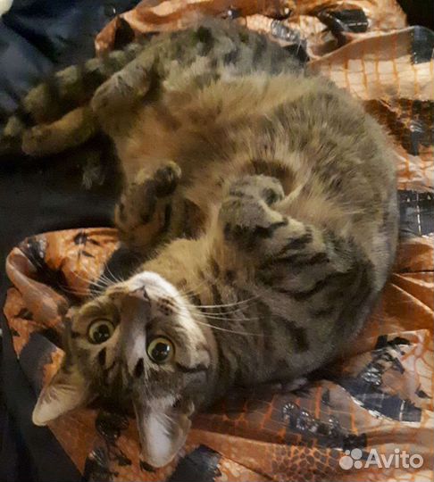 Кошка в добрые руки