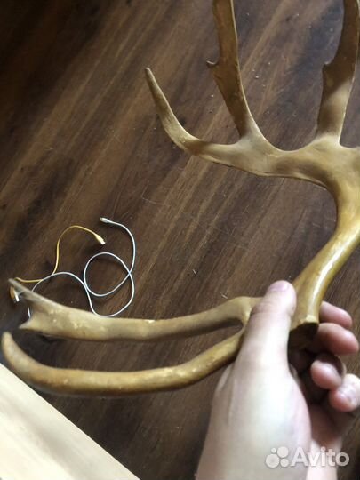 Рога косули