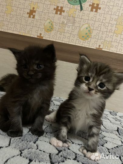 Котята мейн-кун
