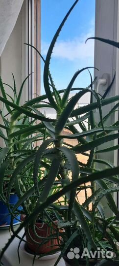 Алоэ столетник 4 года