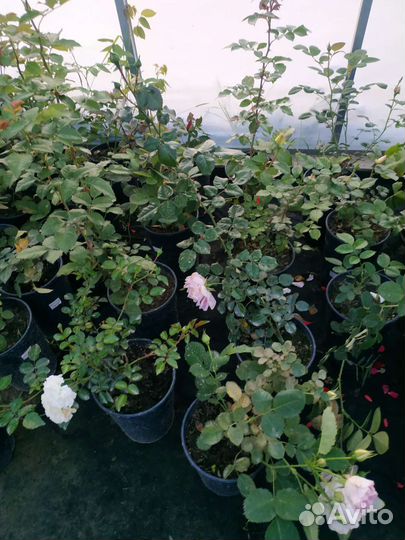 Кустовые розы саженцы