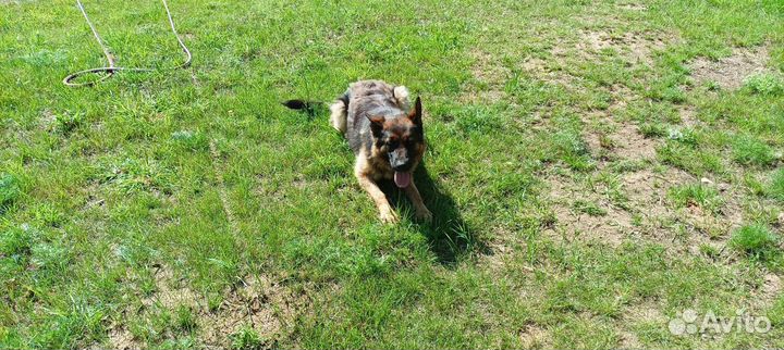 Немецкая овчарка