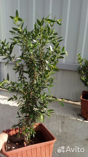 Мирт комнатный