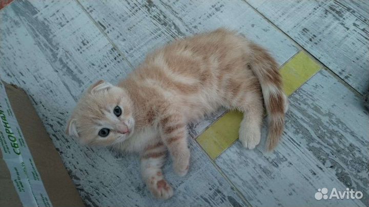 Шотландский котёнок
