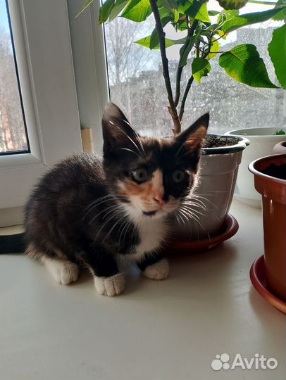 Трехцветный котенок девочка