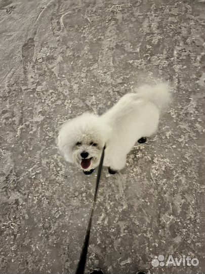 Вязка бишон фризе - чемпиона