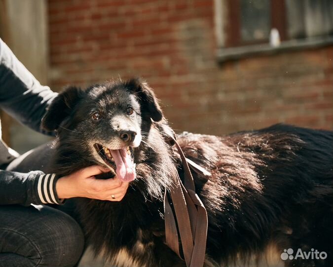 Жук ищет дом