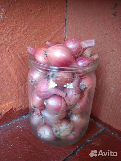 Лук севок семейный