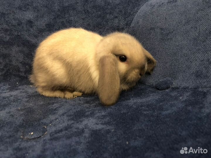 Самые маленькие кролики