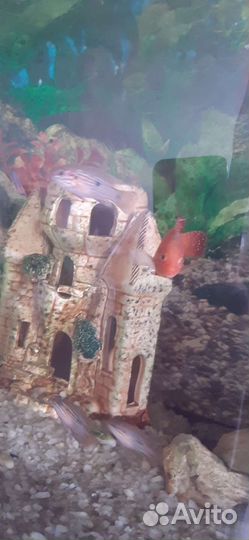 Мальки цихлид Хромисов