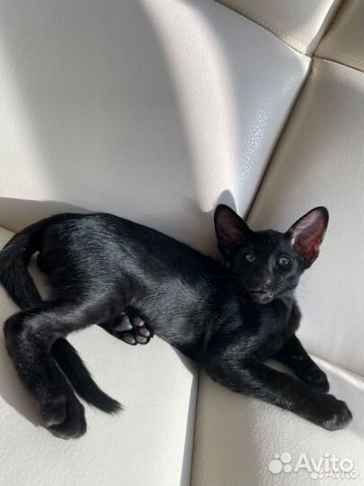 Котята породы Ориентал