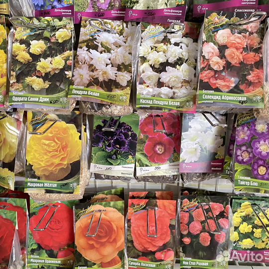 Клубневые бегонии