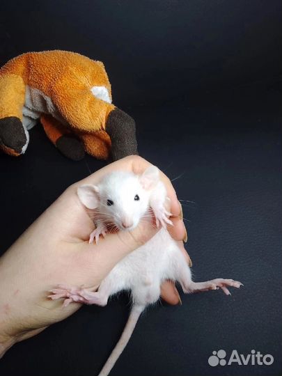 Крыса дамбо/стандарт/кудрявые
