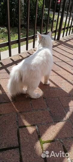 Кошка белоснежная