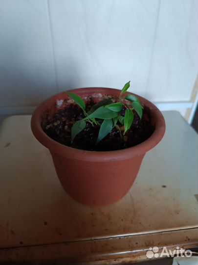 Бенджамина Наташа и фикус Бенджамина