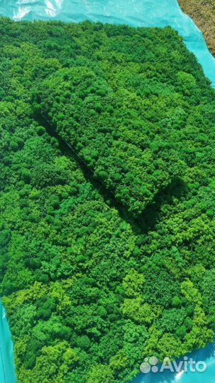 Качественные вечно зеленые панели 25х50см из мха