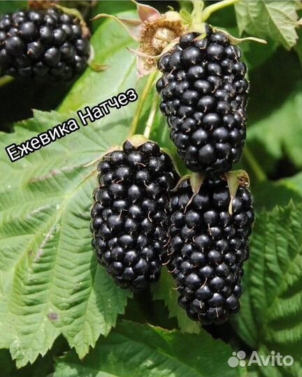 Саженцы ежевики