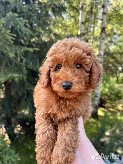 Той-пудель РКФ девочка Редбраун