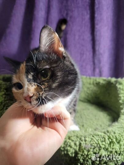 Молодая и ласковая Кошка