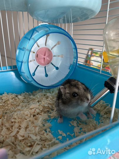 Хомяк с клеткой