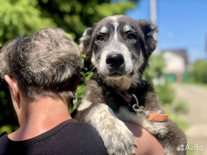 Щенок в добрые руки