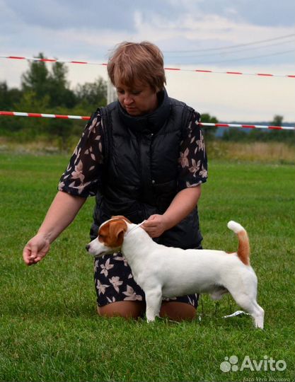 Вязка джек рассел терьер