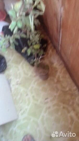 Саженцы слива желтая