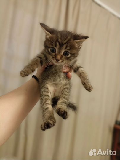 Котята