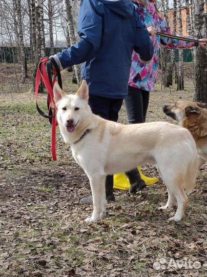Помогите собаке покинуть приют