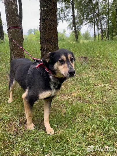 Собака из приюта в хорошие руки