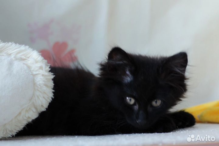 Котенок Кузя