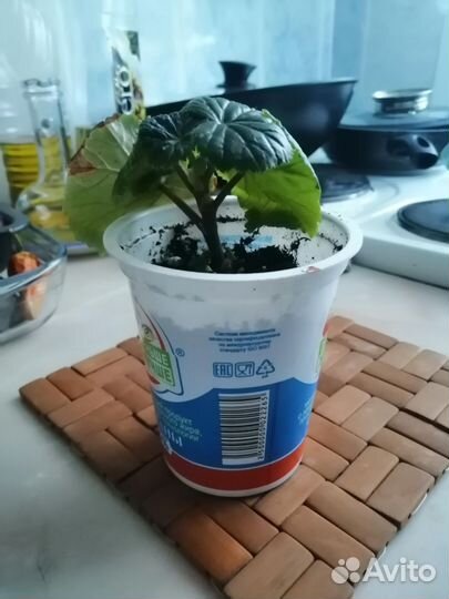 Бегония элатиор