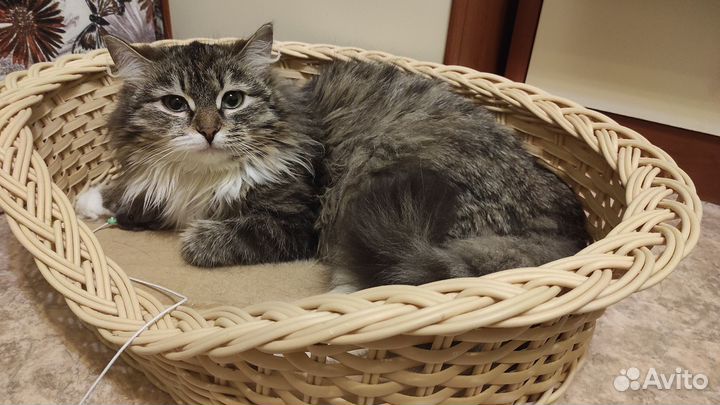 Кошка подросток в добрые руки